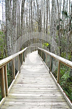 Runway across the forest in a National Reserve