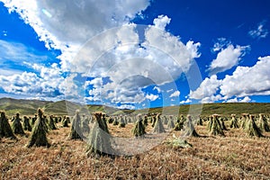 Ruoergai Grassland, Xiahe, Gannan, China photo