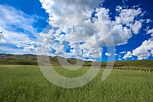 Ruoergai Grassland, Xiahe, Gannan, China