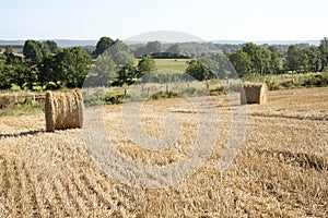 Ruond bales of straw in a field