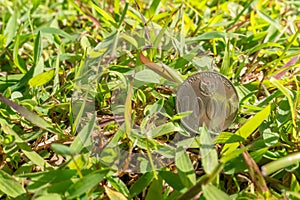 Rupiah coin money on green grass