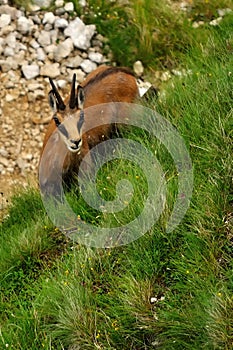 Rupicapra carpatica watching