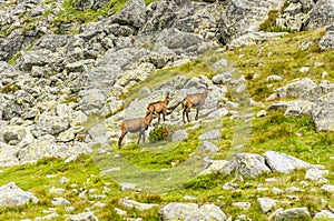 Rupicapra rupicapra tatrica