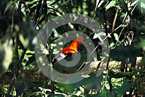 Rupicola peruvianus, Andean Cock-of-the-rock - Gallito, Gocta, Bongara, Amazonas, Peru, south america de las Rocas Peruano