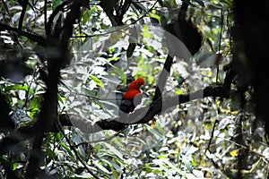 Rupicola peruvianus, Andean Cock-of-the-rock, peruvian bird