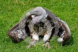 Ruppel's Griffon Vulture keeping cool