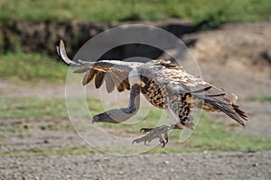 Ruppell griffon vulture extends claws to land