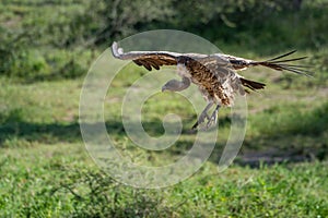 Ruppell griffon vulture glides towards grass clearing