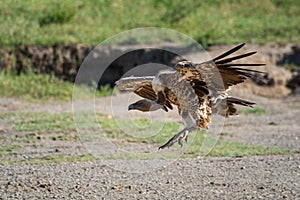 Ruppell griffon vulture glides towards stony ground