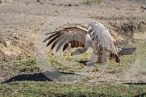 Ruppell griffon vulture spreads wings to land