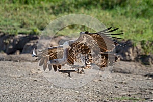 Ruppell griffon vulture stretches claws to land