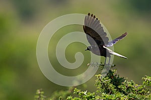 Ruppell long-tailed starling takes off from thornbush