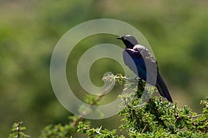 Ruppell long-tailed starling in thornbush in sunshine