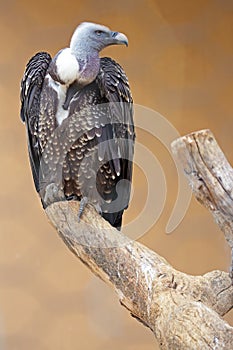 Ruppell's Griffon Vulture on a dead tree