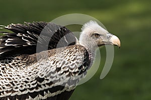 Ruppell`s griffon vulture Gyps rueppellii
