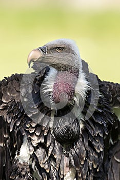 Ruppell`s griffon vulture Gyps rueppellii