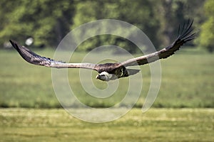 Ruppell`s griffon vulture Gyps rueppellii flying
