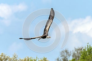 Ruppell`s griffon vulture Gyps rueppellii flying