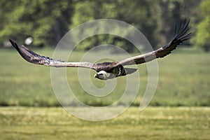 Ruppell`s griffon vulture Gyps rueppellii flying photo