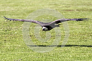 Ruppell`s griffon vulture Gyps rueppellii flying