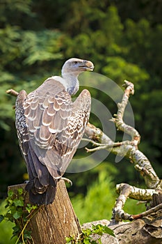 Ruppell`s griffon vulture Gyps rueppellii perched closeup portrait