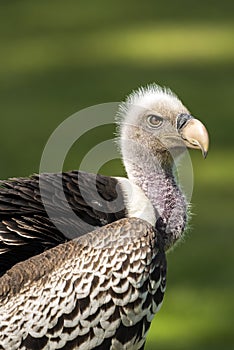 Ruppell`s griffon vulture