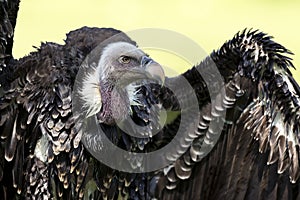 Ruppell`s griffon vulture Gyps rueppellii