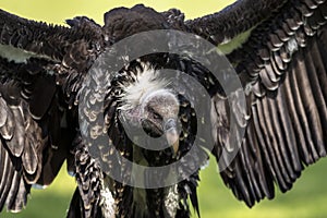 Ruppell`s griffon vulture Gyps rueppellii