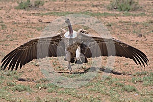 ruppell\'s griffon vulture landing to eat on a carcass in the wild savannah of buffalo springs national reserve, kenya