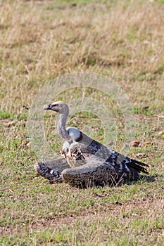 Ruppell's Griffon Vulture in the Masai Mara