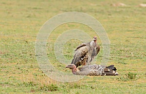 Ruppell`s Griffon Vulture