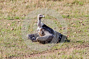 Ruppell's Griffon Vulture sitting