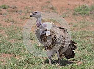 Ruppell\'s Griffon vulture standing alert on ground in the wild savannah of buffalo springs national reserve, kenya
