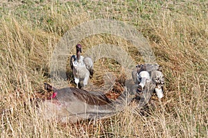 Ruppell's Griffon Vultures feeding photo