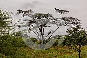 Ruppell's griffon vultures (Gyps rueppelli) on a tree in Omo valley, Ethiop