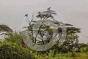 Ruppell's griffon vultures (Gyps rueppelli) on a tree in Omo valley, Ethiop