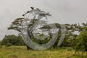 Ruppell's griffon vultures (Gyps rueppelli) on a tree in Omo valley, Ethiop