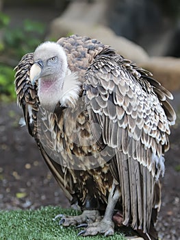 Ruppell's (Ruppells) Griffon Vulture (Gyps rueppellii) sitting.