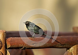 Ruppell`s starling also known as Rueppell`s glossy-starling, Lamprotornis purpuroptera, Masaimara