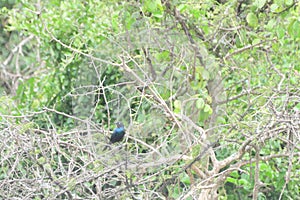 Ruppell`s starling, Queen Elizabeth National Park, Uganda