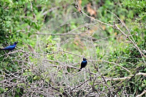 Ruppell`s starling, Queen Elizabeth National Park, Uganda