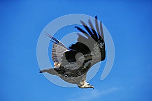Ruppell`s Vulture, gyps rueppelli, Adult in Flight against Blue Sky, Masai Mara park in Kenya