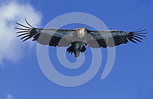 Ruppell`s Vulture, gyps rueppelli, Adult in Flight, Masai Mara Park, Kenya