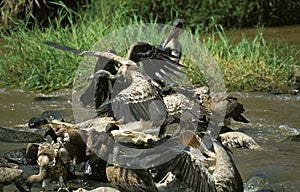 Ruppell`s Vulture, gyps rueppelli, Group eating Wildebeest Carcass in Mara River, Masai Mara Park in Kenya