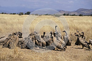 Ruppell`s Vulture, gyps rueppelli, Group standing on a Carcass, Masai Mara Park, Kenya