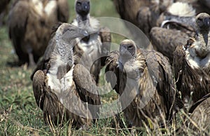 Ruppell`s Vulture, gyps rueppelli, Group standing near a Carcass, Masai Mara Park, Kenya