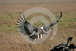 RUPPELL`S VULTURE gyps rueppellii, ADULT IN FLIGHT, LANDING, KENYA