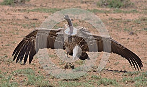 ruppell\'s vulture lands on the ground to feed off carrion in the wild savannah of buffalo springs national reserve, kenya