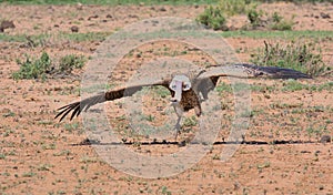 ruppell\'s vulture lands on the ground in the wild savannah of buffalo springs national reserve, kenya