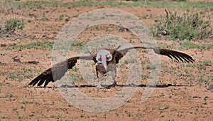 ruppell\'s vulture walking on ground with wings spread out in the wild savannah of buffalo springs national reserve, kenya